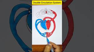 How to draw double circulation shorts doublecirculation habibdrawingschool [upl. by Lleret]