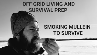 SMOKING MULLEIN AND ITS MEDICAL BENEFITS  OFF GRID LIVING AND SURVIVAL PREP [upl. by Acirtal213]