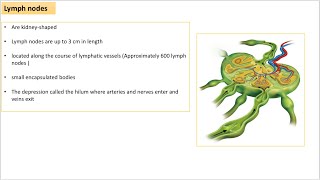 Anatomy of lymphatic systemlymph nodeslymphocytes recirculation [upl. by Ennaeus]