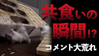 【グロ注意】ハムスターの共食いはこうやって起こる [upl. by Enomys]