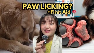 Dog Paw Infection  Signs First Aid [upl. by Herahab]