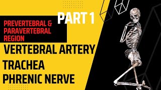 Prevertebral amp Paravertebral region Part 1  Phrenic nerve  vertebral anatomy mbbs lecture [upl. by Llertnauq500]