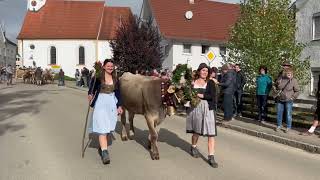 Viehscheid in Oberschönegg 2024 mit der Alpe Gunzesried [upl. by Tak405]