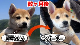 豆柴コーギー子犬の変化。柴度がやや低くなってきました。 [upl. by Dame467]