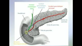 Anatomie Pancreas [upl. by Romonda]