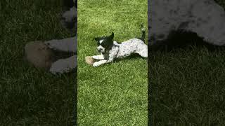 Dog Wrestles With His Favorite Rock Toy  1530093 [upl. by Komarek]