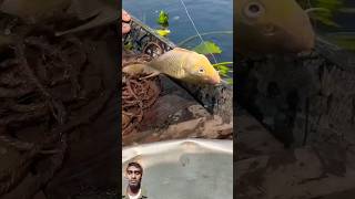 Amazing River Fishing shorts gedget fishing fish [upl. by Ekenna]