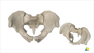 Pelvis  Sacroiliac Joint and Pubic Symphysis Disruption  Reduction and Fixation Methods [upl. by Mart70]