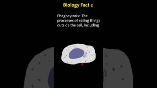 Biology Facts  Phagocytosis  Microglia [upl. by Ramoj]