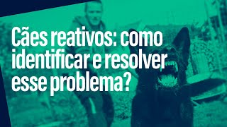 Cães Reativos Como identificar e resolver esse problema [upl. by Krebs]