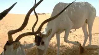 Addax in the Sahara Desert [upl. by Asiulana]