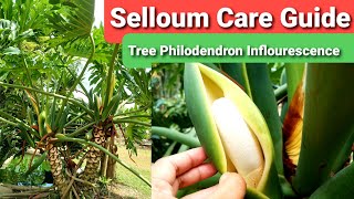 Tree Philodendron Selloum Guide  Thaumatophyllum bippinatifidum Care Flower amp Propagation [upl. by Liarret]