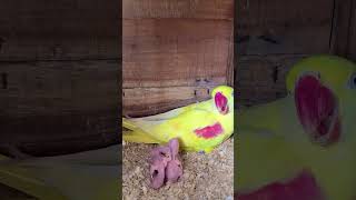 Lutino Alexandrine  Yellow Alexandrine Parrot Hatching eggs Parrot raw alexandrineparrot [upl. by Donielle104]