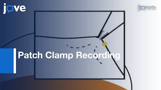 Patch Clamp Recording Ion Channels Expressed In Xenopus Oocytes l Protocol Preview [upl. by Sharos]