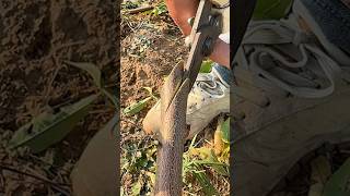 Super Easy Method To Graft Fruit Trees shorts grafting fruit tree method viralvideo youtube [upl. by Nitsir]