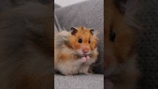 Cute hamster while toileting hamster cute youtubehighfive [upl. by Araec]