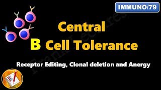 Central B cell Tolerance  Receptor Editing Clonal Deletion and Anergy FLImmuno79 [upl. by Ferino949]