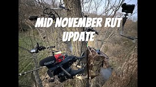 Mid November Rut Updates  2024 Deer Season [upl. by Meuser79]