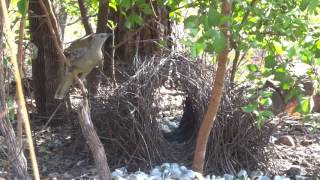 Great Bowerbird nest  male and female in the Northern Territory [upl. by Chud]