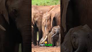 Elephants cant Jump animals elephant wildlife nature [upl. by Atterg138]