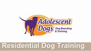 Home Boarding Residential Dog Training with Adolescent Dogs Ltd  2018 [upl. by Aral]