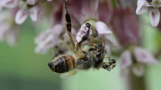 Honey Bees and foraging behavior flowers for pollenation and nectar what honey bees eat [upl. by Terence]