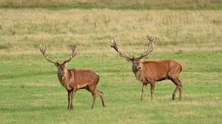 Red Deer stags rutting at Richmond Park on 16th October 2019 [upl. by Mendes]