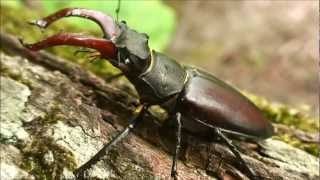 Stag beetle habitat and mating [upl. by Eneloj]