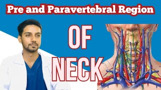 pre and paravertebral muscles  cervical plexus  vertebral artery [upl. by Sherer]