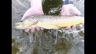 FlyFishing Northwest – Montana Trout [upl. by Rainah]