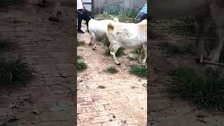 good enjoy short morning goats village life 190 [upl. by Annohsat]