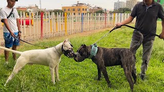 Presa Canario amp Dogo Argentino GRAN ENCUENTRO  Caminata de confraternidad [upl. by Aviva846]