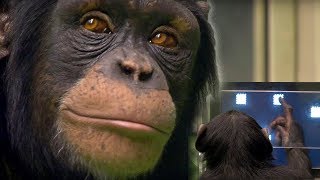 Chimp vs Human  Memory Test  BBC Earth [upl. by Fanchon]