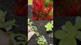 Rotala Blood Red guide  Beautiful Aquarium Plant [upl. by Elisabetta]