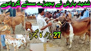 Sahiwal Cholistani Bachra Price In Pakistan  Madrassa Cattle Market Bachra Farming [upl. by Nelson]