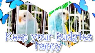 Moving my Budgies to a bigger cage How I set up the bird cage [upl. by Adnohsal]