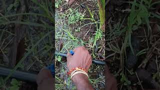 Drip irrigation with pipe dripirrigation farming agri agriculture indian indianfood [upl. by Shermy]