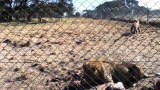 Lion Feeding at Antelope ParkMOV [upl. by Nicola]