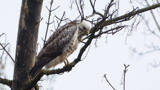 Buizerd Buzzard [upl. by Jaddo]