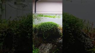 Nothing better to bless your feed like a satisfying trim aquascaping satisfying [upl. by Inilahs]