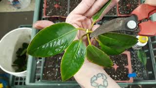 Leafbud Cuttings Pacific Rhododendron [upl. by Leugar]