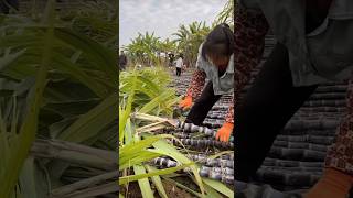 sugarcane farming fruit agriculture [upl. by Peckham]