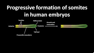 Progressive formation of somites in human embryos [upl. by Suhail]