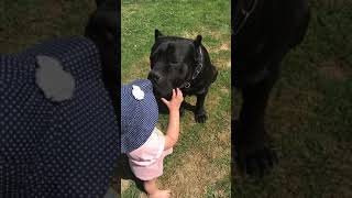 Giant CANE CORSO dog shows teeth to child [upl. by Ainar]