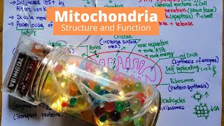 Structure and Function of Mitochondria  Daily Life Example [upl. by Yatzeck]