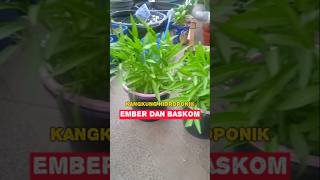 Tutorial tanam kangkung hidroponik ember dan baskom shorts [upl. by Beffrey]