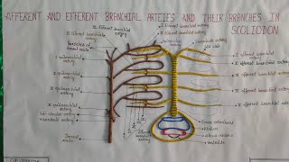 Afferent and Efferent Branchial vessels of Scoliodon made by clay [upl. by Airlie]