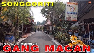 GANG MACAN SONGGORITI Ternyata seperti ini tohh [upl. by Eirellav]