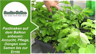 Pastinaken auf dem Balkon anbauen Anzucht 🌱 Pflege Düngen vom Samen bis zur Ernte [upl. by Isabelle]