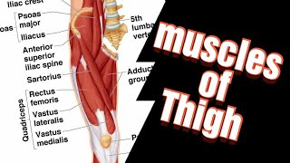 Muscles of Thigh  Lower Limb  DrMedhat Atta 2 [upl. by Gonsalve]